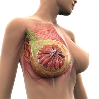 Anatomie der weiblichen Brustwarze