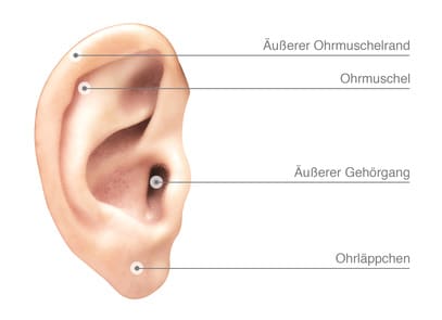 Schematische Darstellung eines menschlichen Ohres